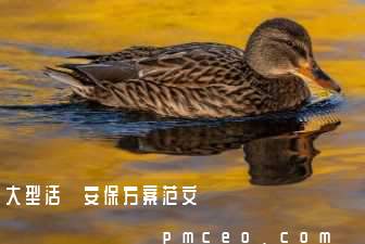 大型活動安保方案范文